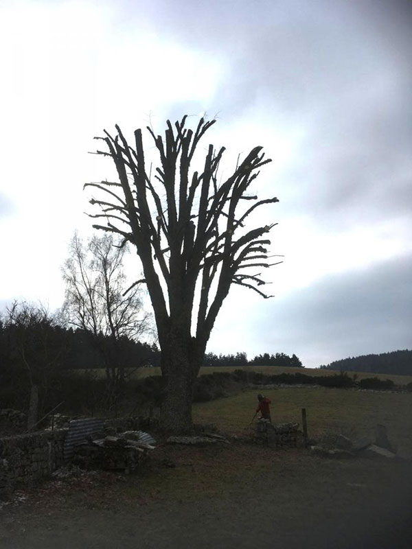 Prix abattage arbre Saint-Flour