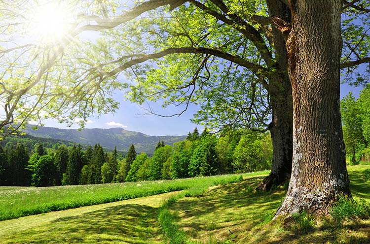 Taille d'arbres Issoire