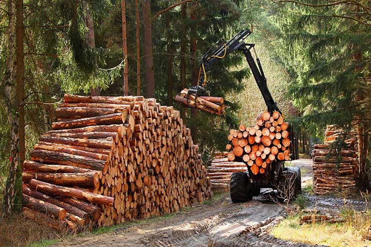 Prix abattage arbre Saint-Flour